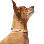 YOULY The Royal Gem-Studded Pink Small Dog Collar, XX-Small/X-Small