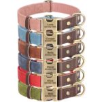 1781164507_Oh-Joy-Oh-So-Stylish-Collar-Smoothie-Dog-Collar-X-Small-White-And-Green.jpg