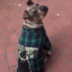 1788300241_Reddy-Ready-to-Play-Dog-T-Shirt-Large-By-Reddy.jpg