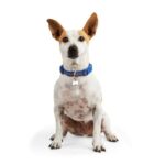 1791409548_YOULY-The-Wanderer-Blue-Stitched-Dog-Collar-Medium.jpg